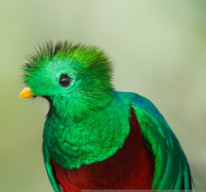 Close up of a green bird