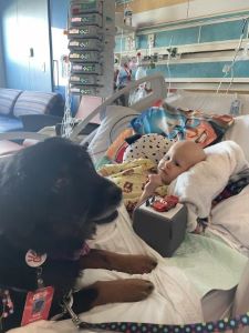 Toddler and therapy dog in hospital bed