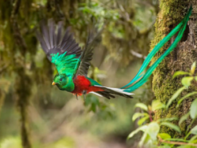Photo of a green bird flying