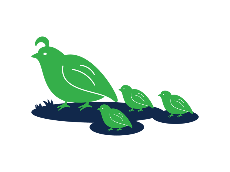 Quail illustration