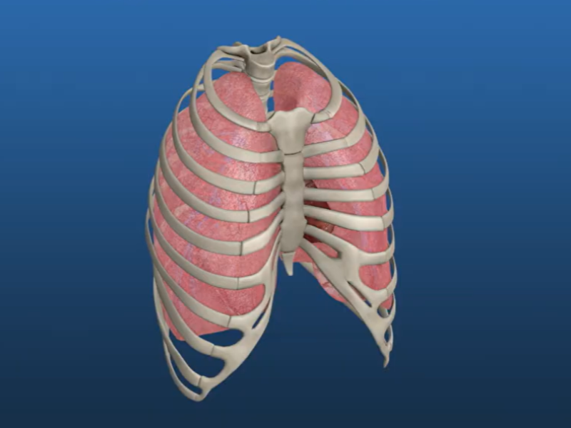 Illustration of chest wall cavity