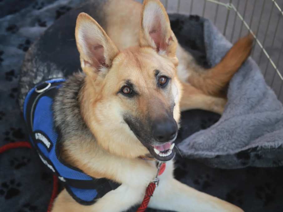 Smiling dog at EMS conference