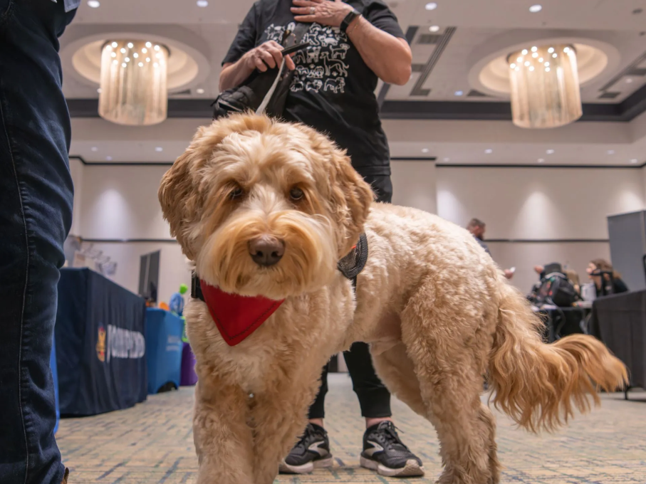 Tan dog at EMS conference