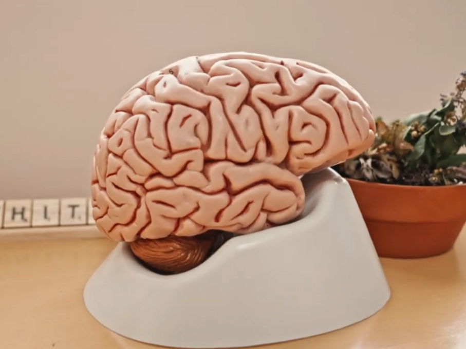 Medical model of a brain