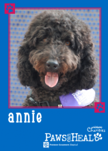 Pet Therapy dog with curly black hair