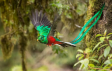 Photo of a green bird flying