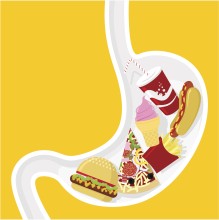 Stomach illustration