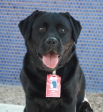 A black dog named Checkers smiling